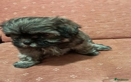 Malshi dogs for sale: Malshi 2 puppies boys - Advert 6