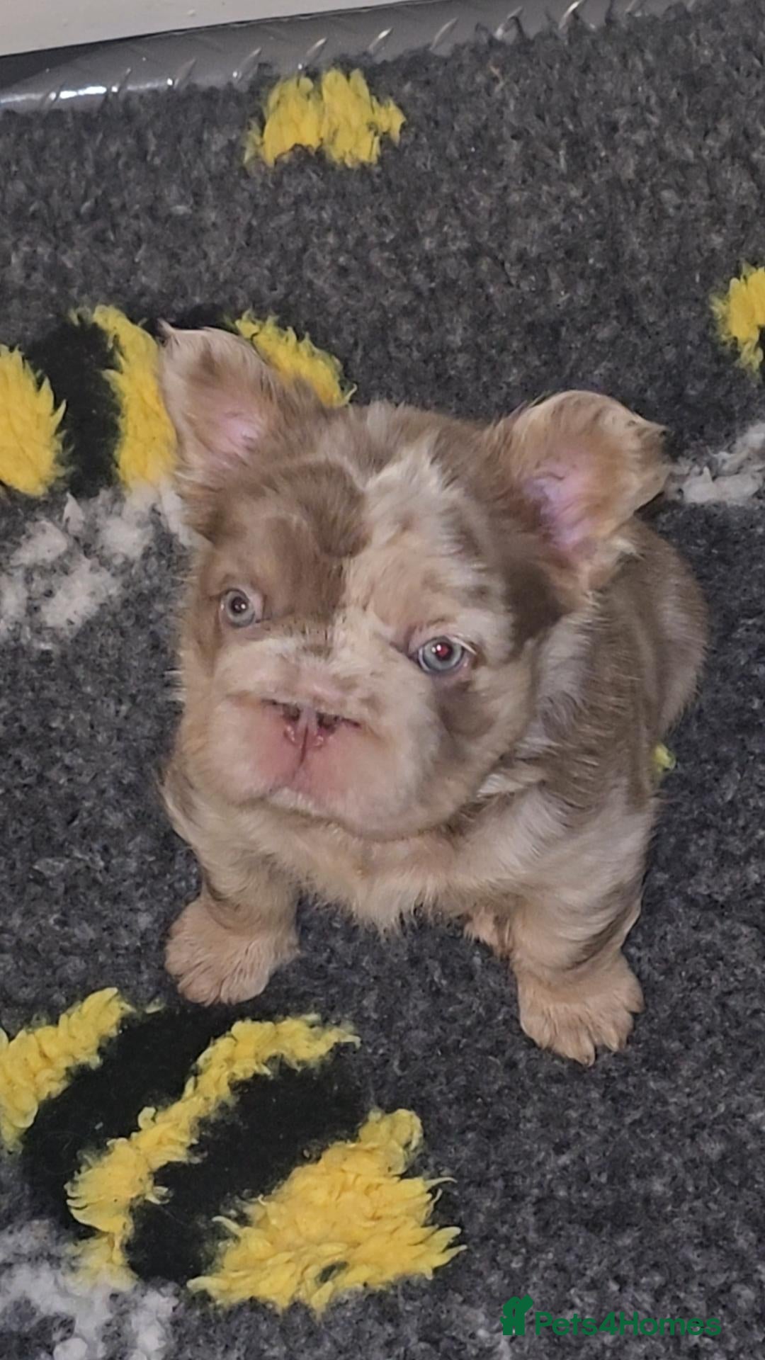 French Bulldog dogs Stunning chunky french bulldog boy  - Advert 15