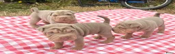 Shar Pei dogs for sale: KC REGISTERED RARE LILAC TAN SHAR-PEI - Advert 19