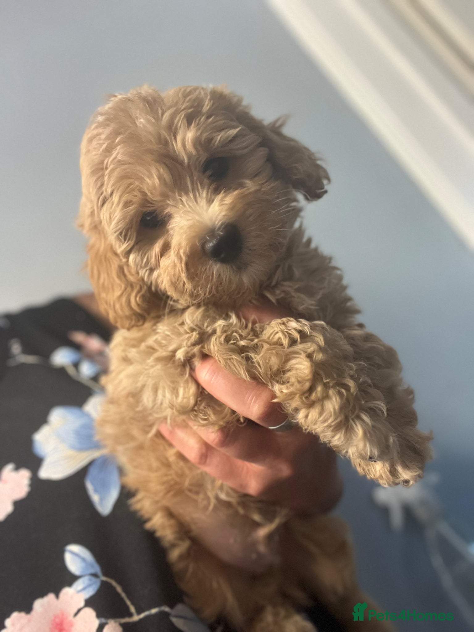 Maltipoo dogs LAST FEW BOY MALTIPOOS BOYS ONLY DNA CLEAR  - Advert 2