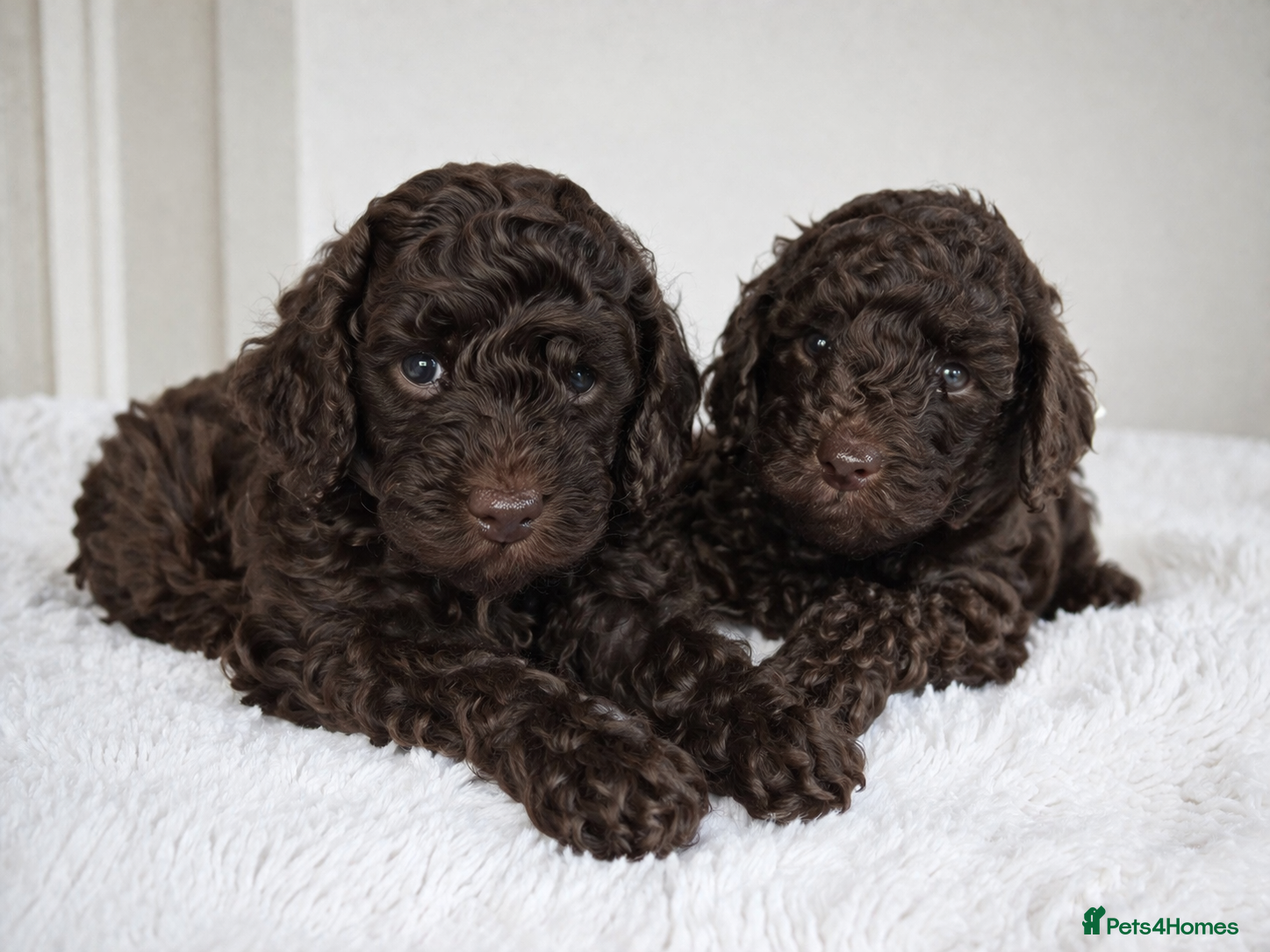 Toy Poodle dogs KC reg TINY Chocolate Toy poodle puppies - Advert 6