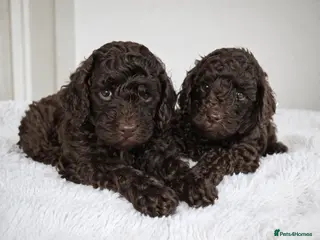 Toy Poodle dogs KC reg TINY Chocolate Toy poodle puppies - Advert 6