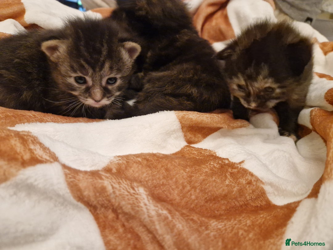 Mixed Breed cats for sale: Beautifull Half- Ragdolls kittens 🐱✨ - Advert 2