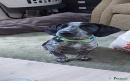 Mixed Breed dogs for sale: Border collie cocker puppies 1 Male available  - Image 1