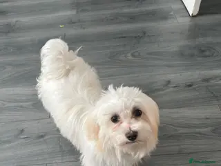 Bichon Frise dogs Bichon mautez - Advert 10