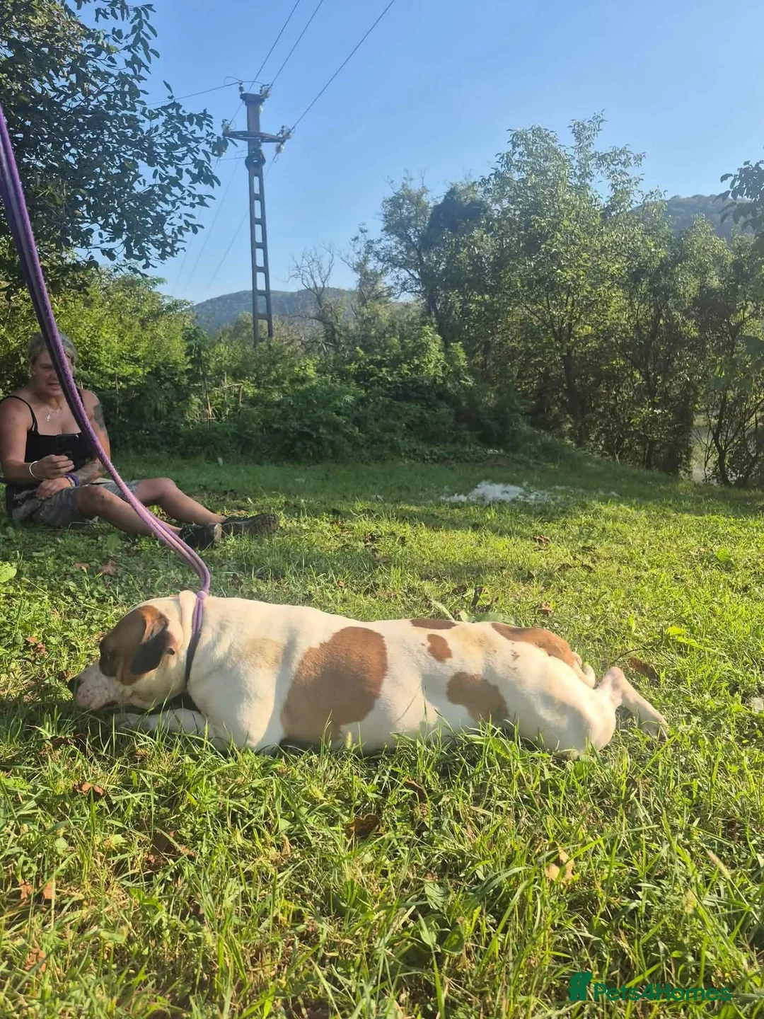 Staffordshire Bull Terrier dogs for adoption: Leia - Norwich Norfolk  - Advert 19