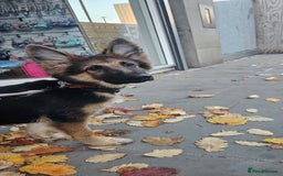 German Shepherd dogs for sale: German shepherd female puppy  - Image 1