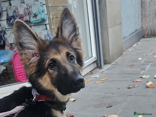 German Shepherd dogs German shepherd female puppy - Advert 1