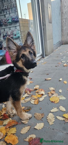 German Shepherd dogs - Advert 1