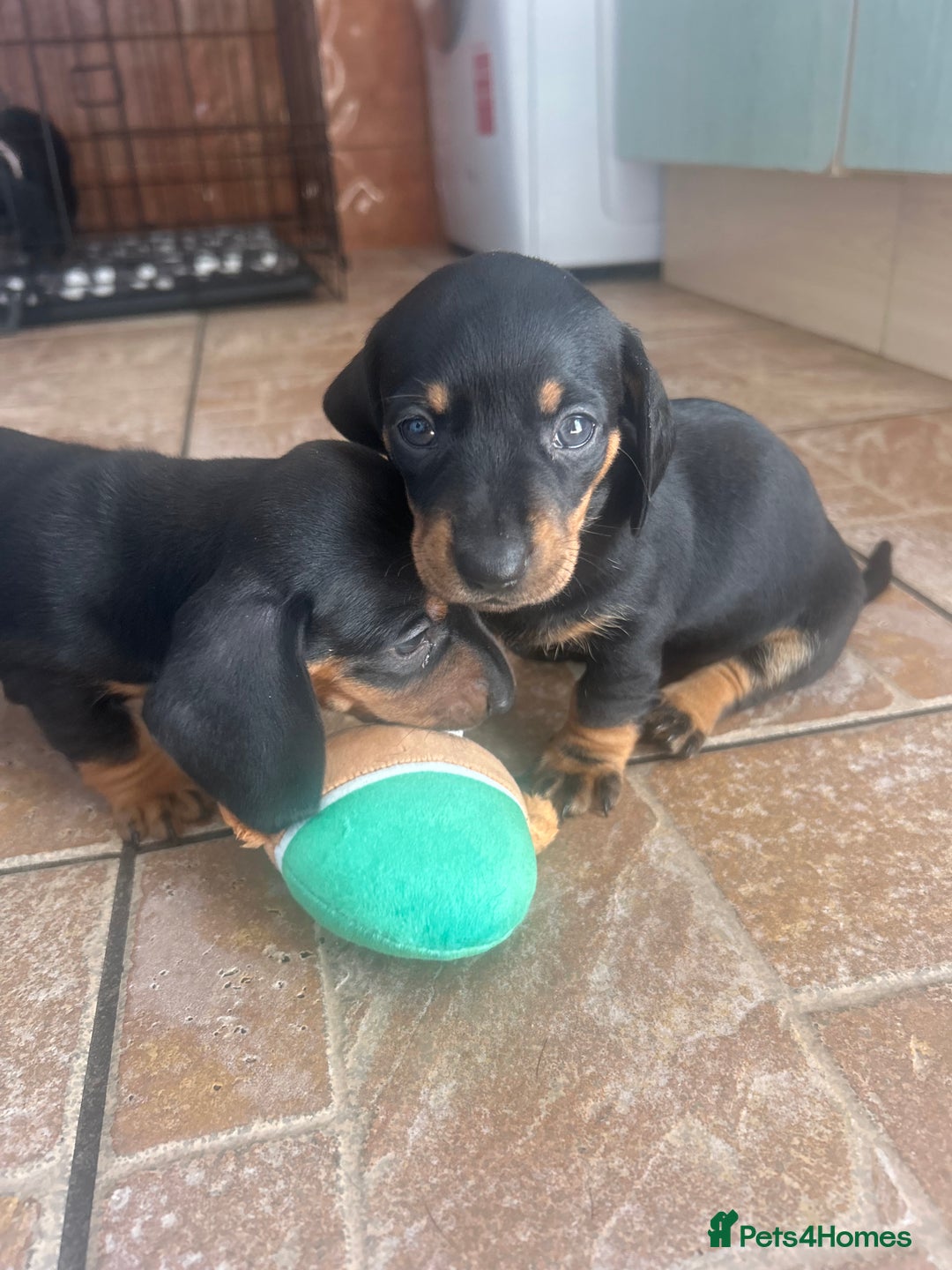 Miniature Dachshund dogs for sale: READY TO LEAVE BLACK/TAN MINIATURE DACHSHUND KC  - Image 17