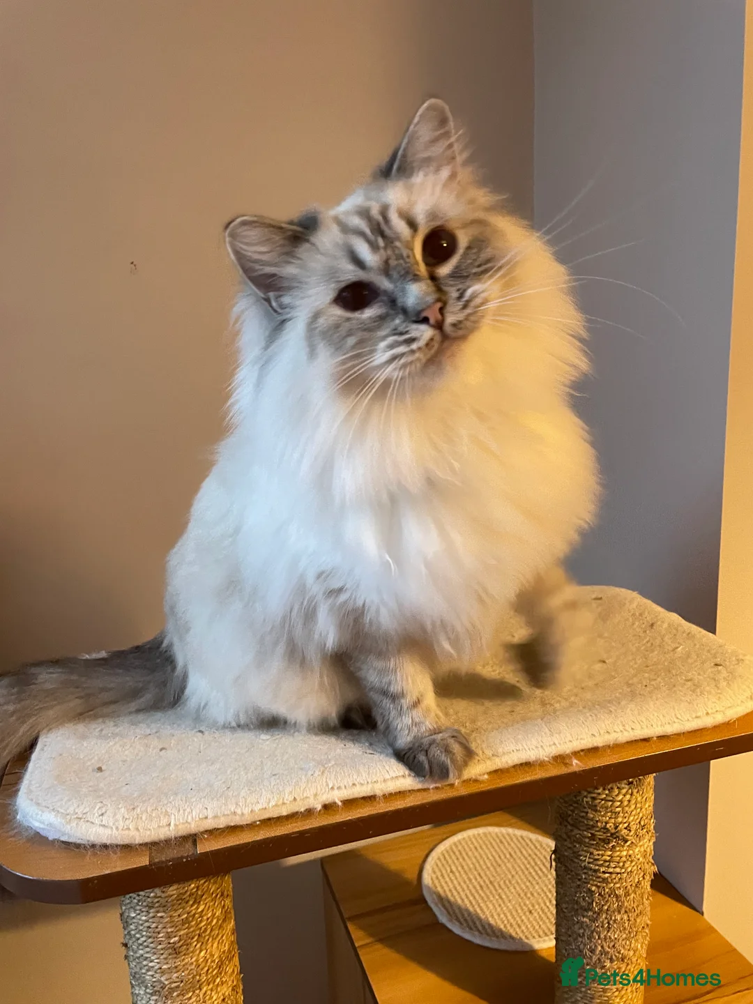 Ragdoll cats for sale:  Retiring now  - Advert 3