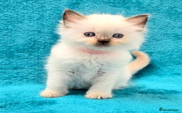 Ragdoll cats for sale: PEDIGREE GCCF REG CHAMPION LINE RAGDOLL KITTENS - Image 23