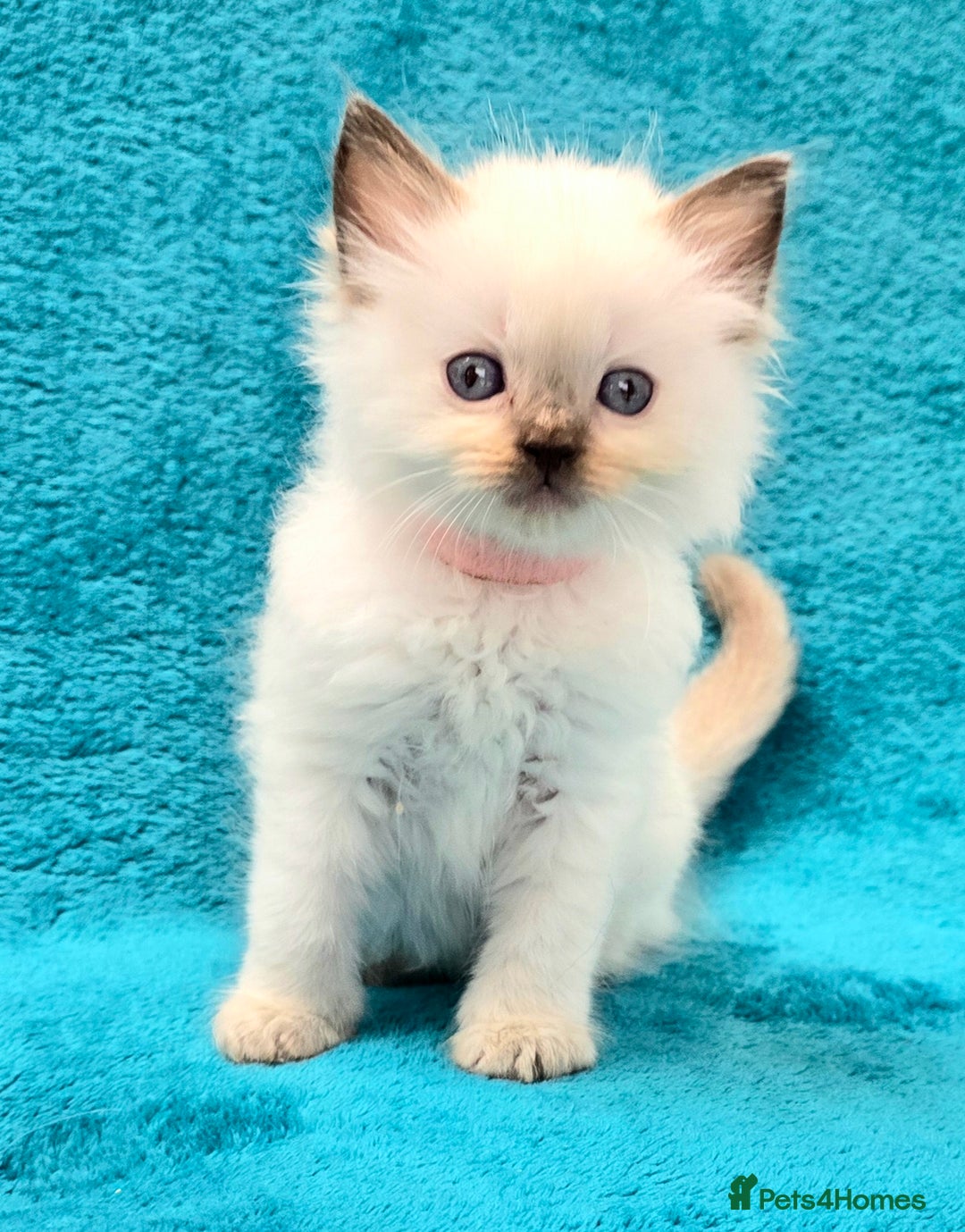 Ragdoll cats for sale: PEDIGREE GCCF REG CHAMPION LINE RAGDOLL KITTENS - Image 23