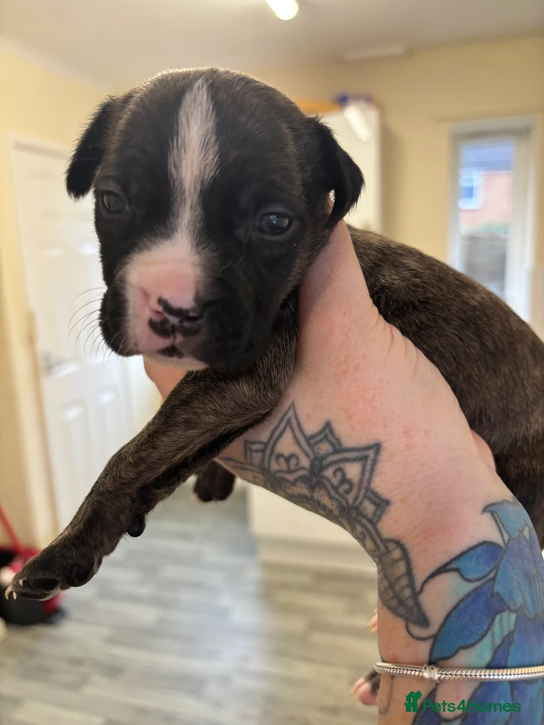 Staffordshire Bull Terrier dogs for sale: *LAST REMAINING GIRL LEFT ** - Advert 9