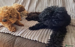 Toy Poodle dogs for sale: Exquisite Toy Poodle Pup - Fully Health Tested  in Gravesend - Image 9
