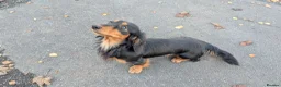 Miniature Dachshund dogs for sale: My gorgeous Longhaired Dachshund Oreo!! - Advert 3