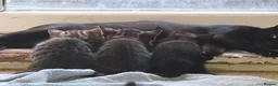Mixed Breed cats for sale: Kittens ready for new homes - Advert 7