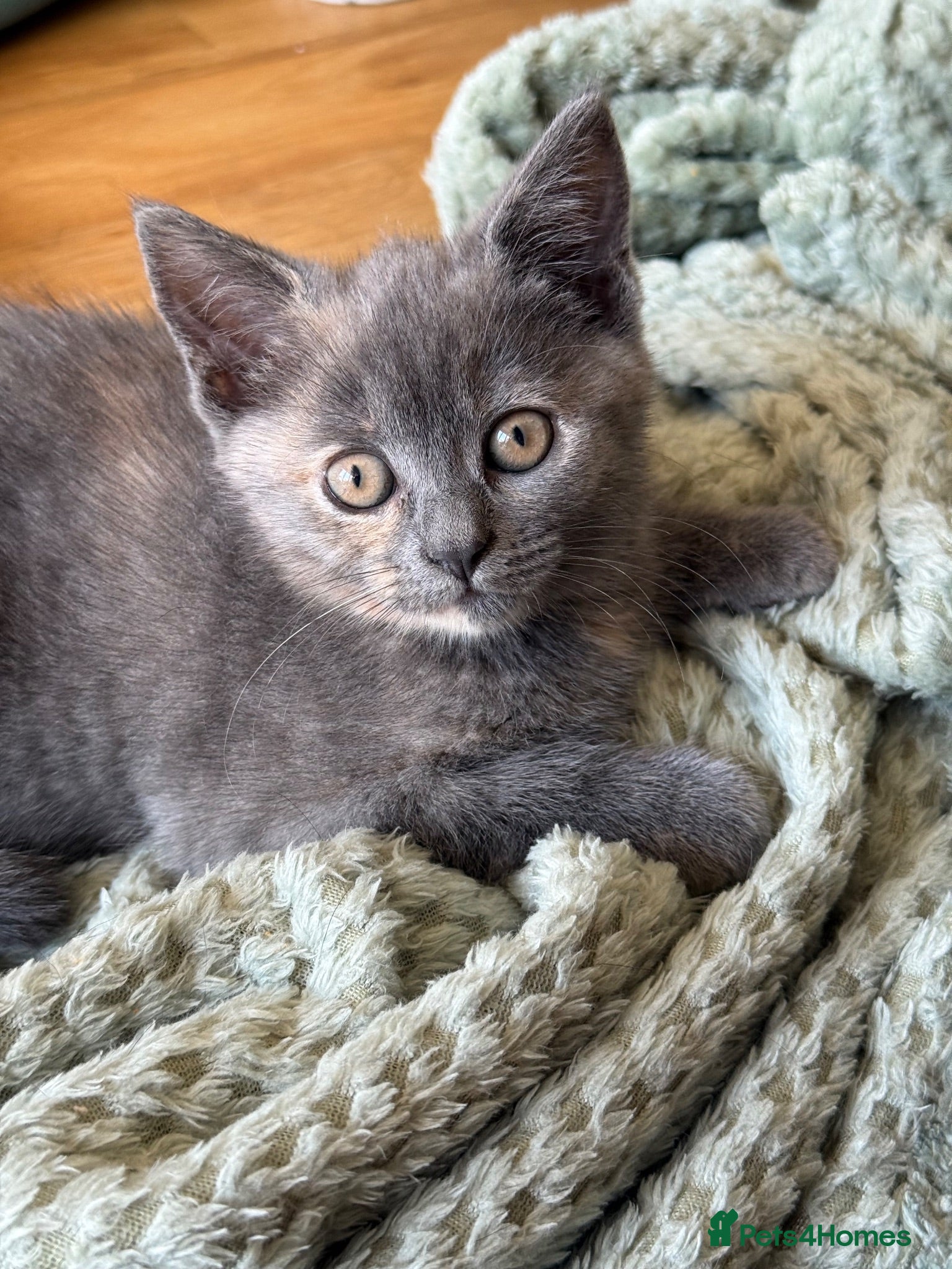 Mixed Breed cats 🤩🤩 Last girl left !!  🤩🤩 - Advert 1