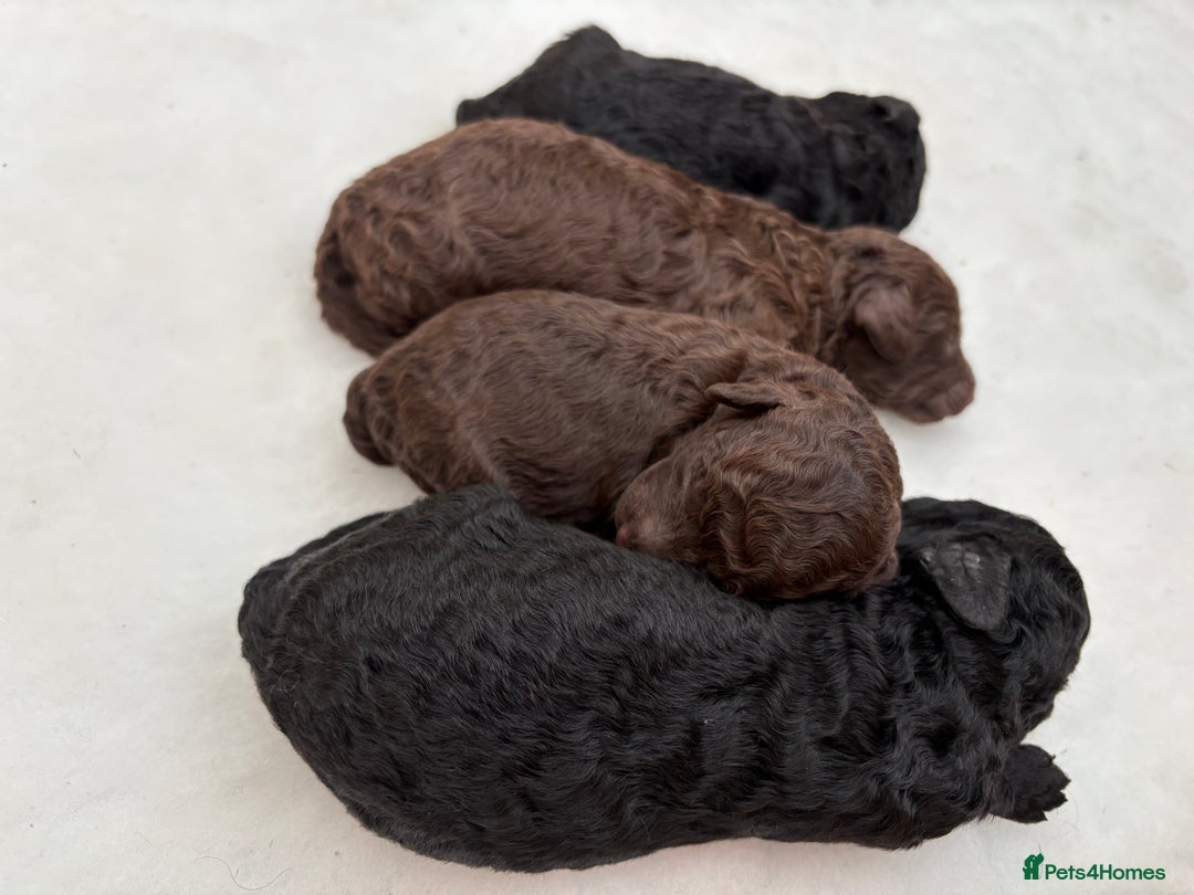Cockapoo dogs for sale: Beautiful Cockapoo Puppies - Image 6