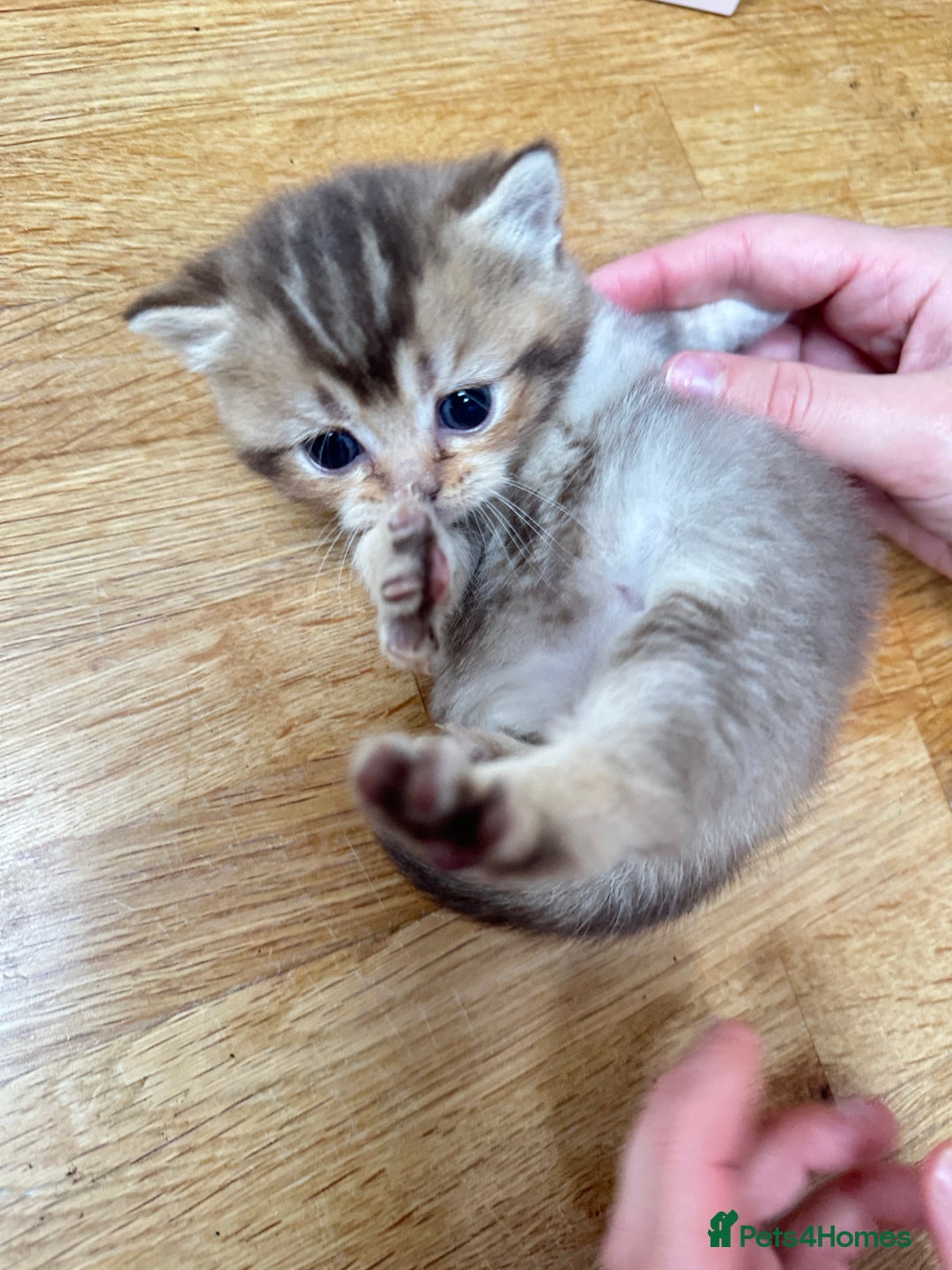 British Shorthair cats for sale: Chunky British Shorthair Kittens - Advert 7