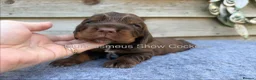 Cocker Spaniel dogs for sale: serbia line quality show cocker pups - Advert 4
