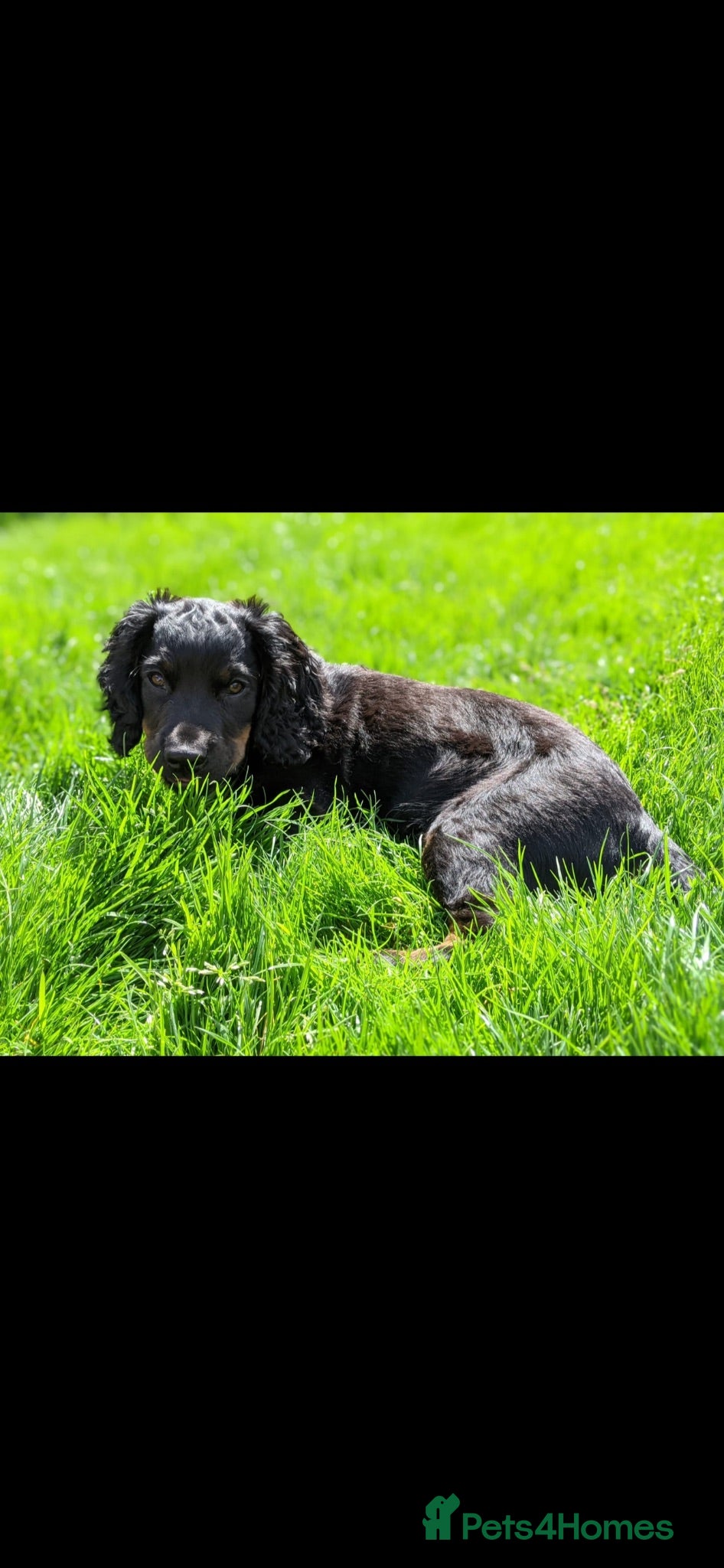 Cocker Spaniel dogs Working Cocker Spaniel Pups- 2 Boys Available18/7  - Advert 2