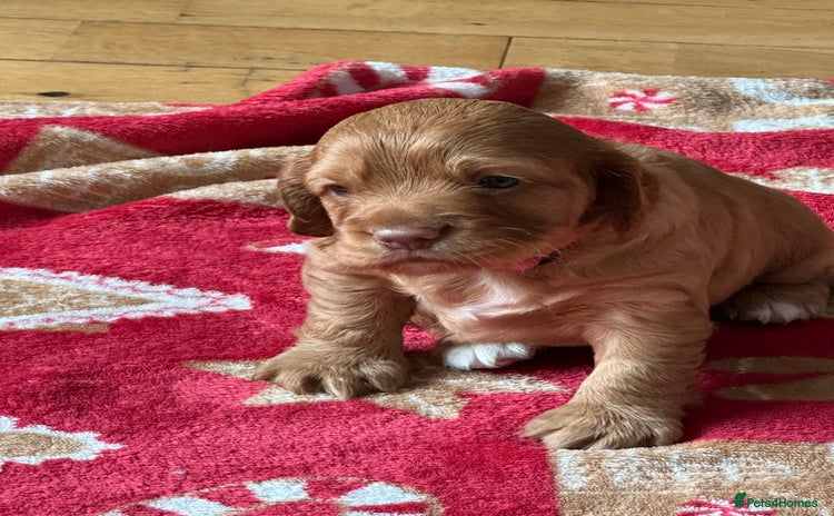 Cocker Spaniel dogs - Advert 2