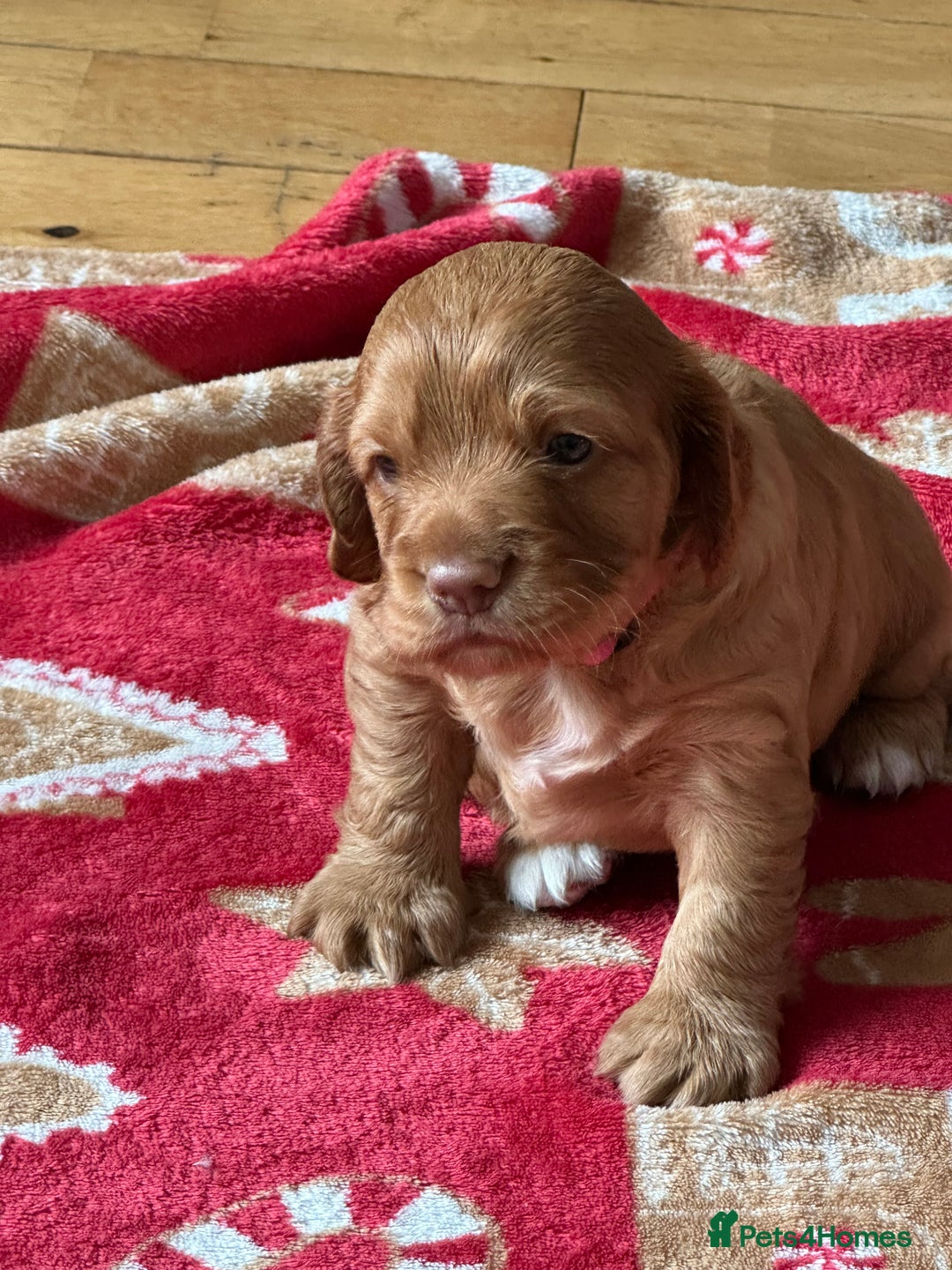 Cocker Spaniel dogs for sale: Cocker spaniel puppy for sale - Image 1