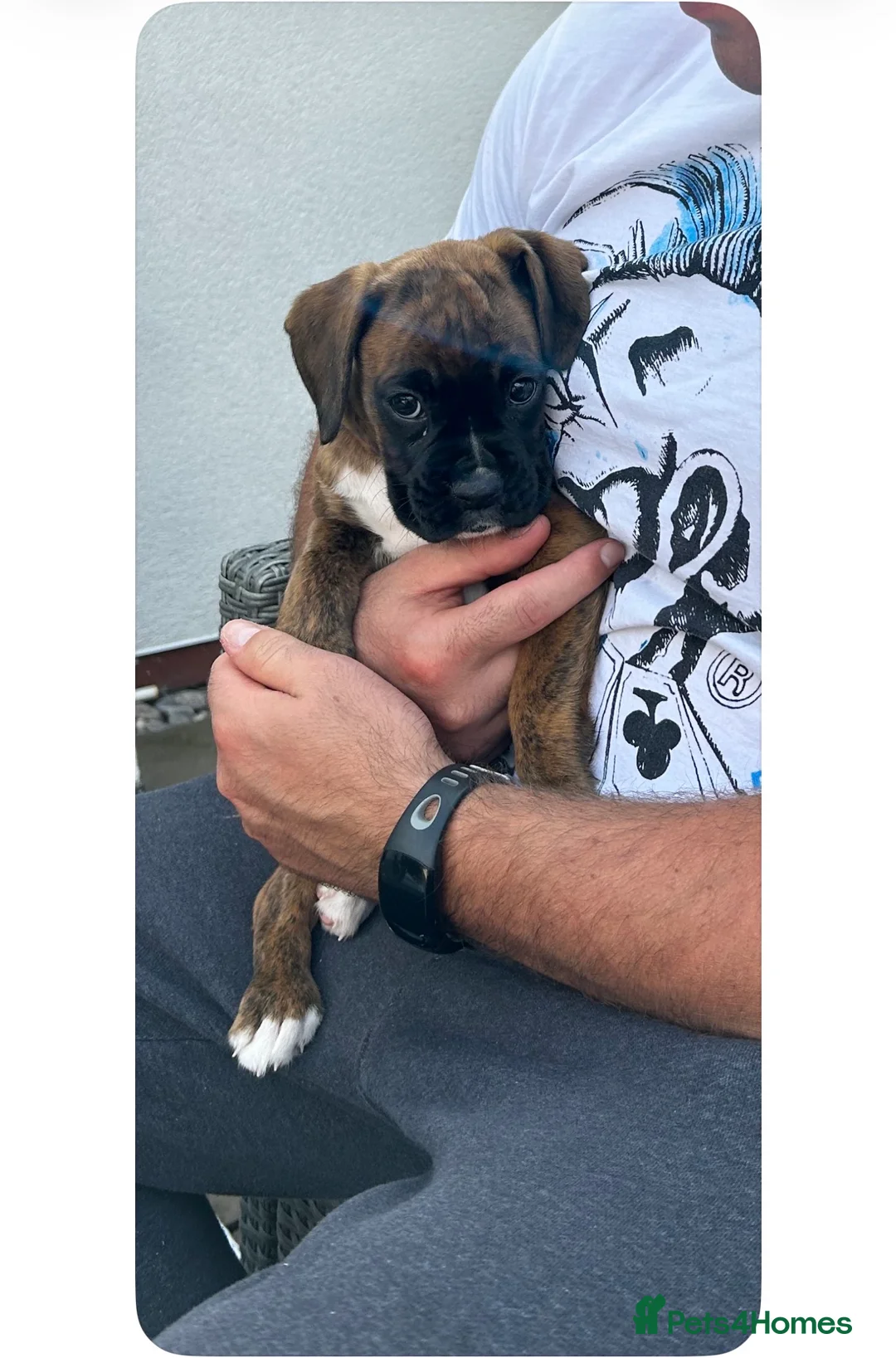 Boxer dogs for sale: Female Boxer  - Advert 3