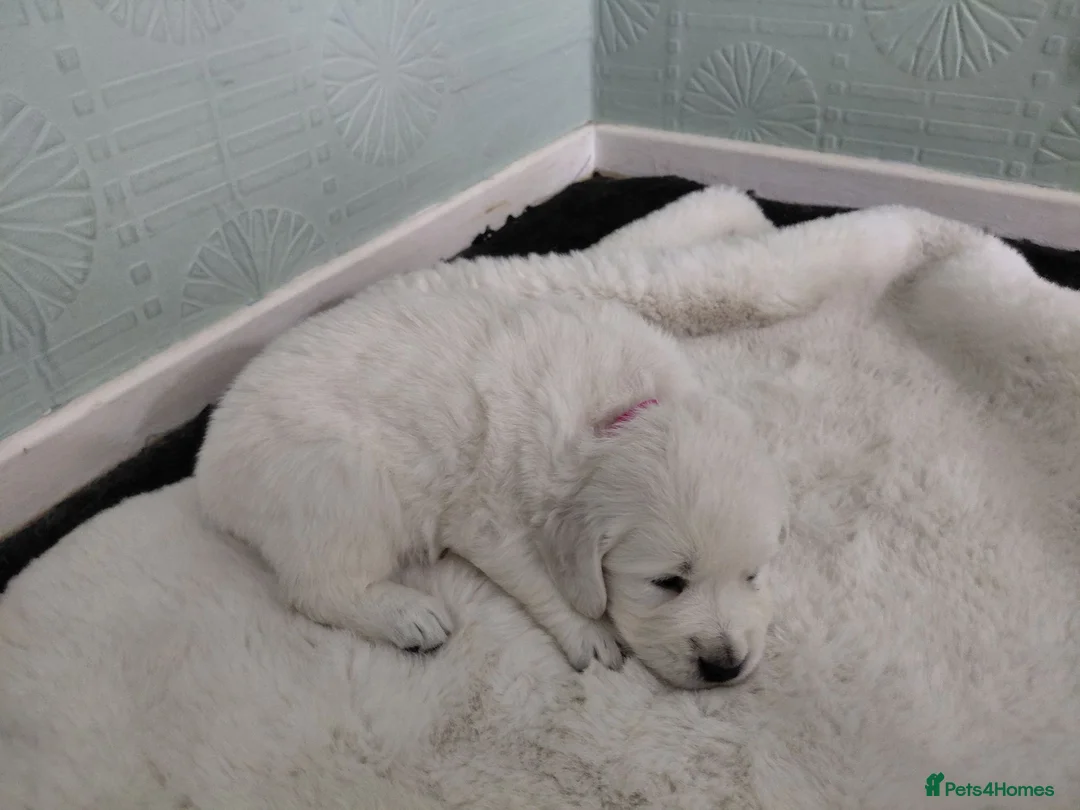 Golden Retriever dogs for sale: WHITE GOLDEN REYRIEVER PUPS 4 MALE 1 FEMALE - Advert 2