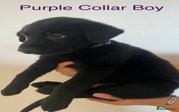 German Shepherd dogs for sale: Working Line German Shepherd Puppies – Cornwall - Image 1