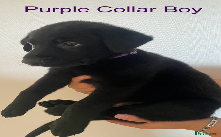 German Shepherd dogs - Advert 1