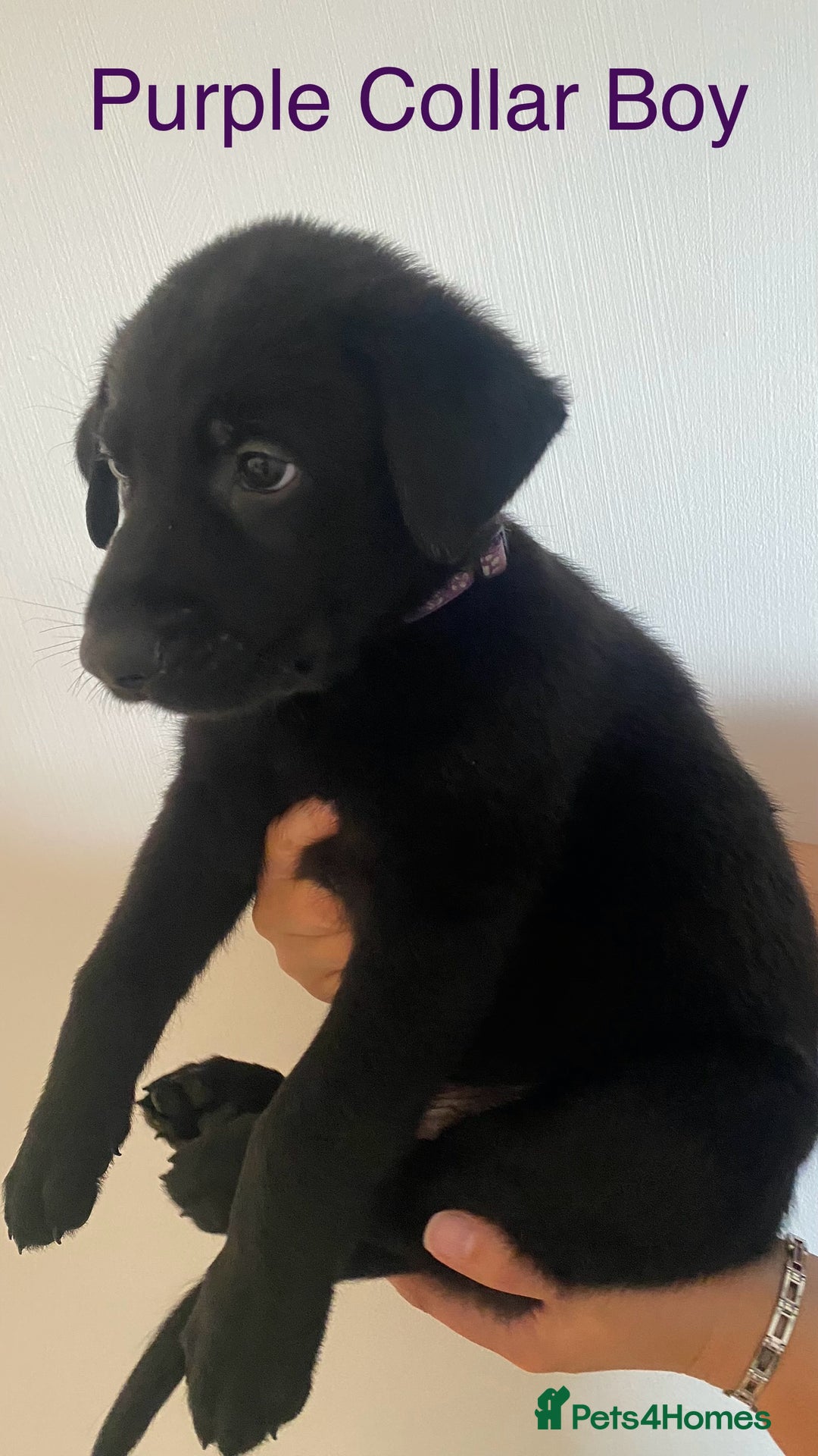 German Shepherd dogs for sale: Working Line German Shepherd Puppies – Cornwall - Image 1