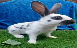 English rabbits for sale: Vaccinated purebred baby English rabbits - Image 10