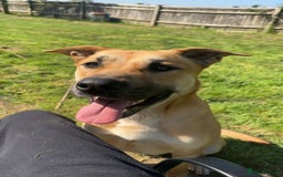 Mixed Breed dogs for sale: German shepherd/Belguim malonoi - Image 7