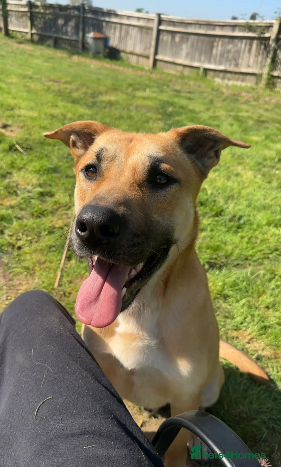 Mixed Breed dogs for sale: German shepherd/Belguim malonoi - Advert 7