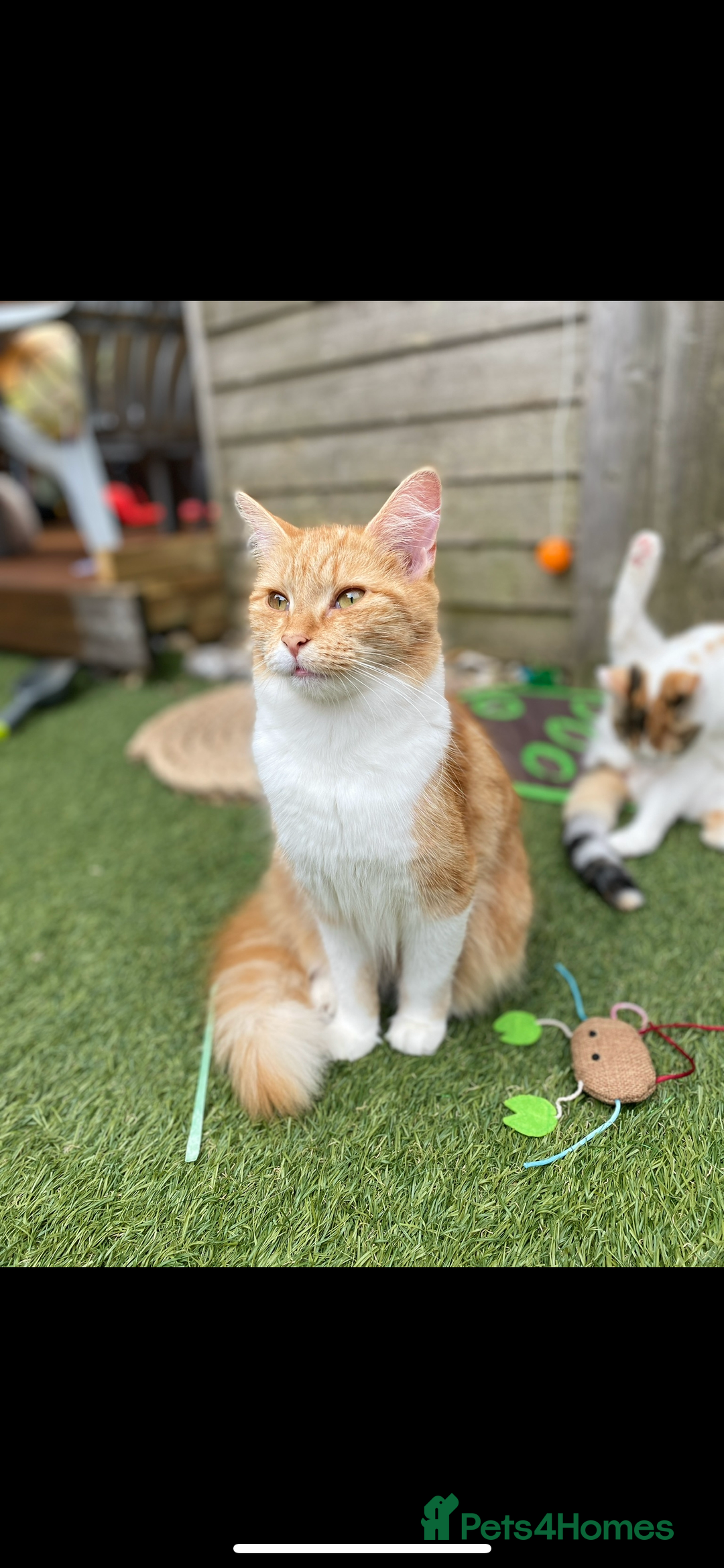 Mixed Breed cats for sale: Pumpkin - Advert 4