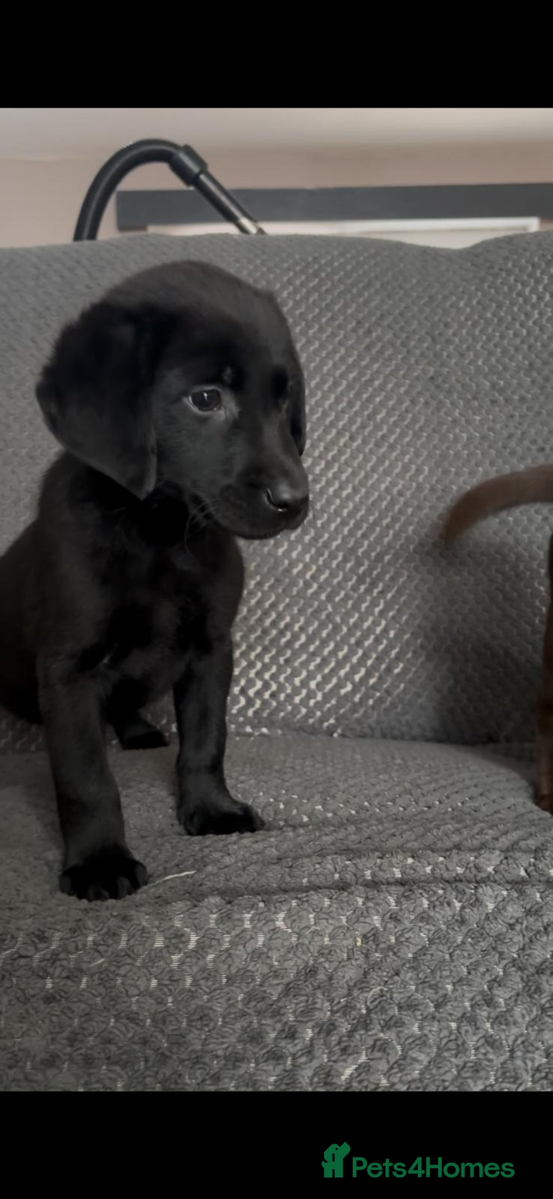 Labrador Retriever dogs for sale: Labrador puppies  - Image 5