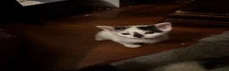 Mixed Breed cats for sale: 3 kittens for sale  - Advert 3
