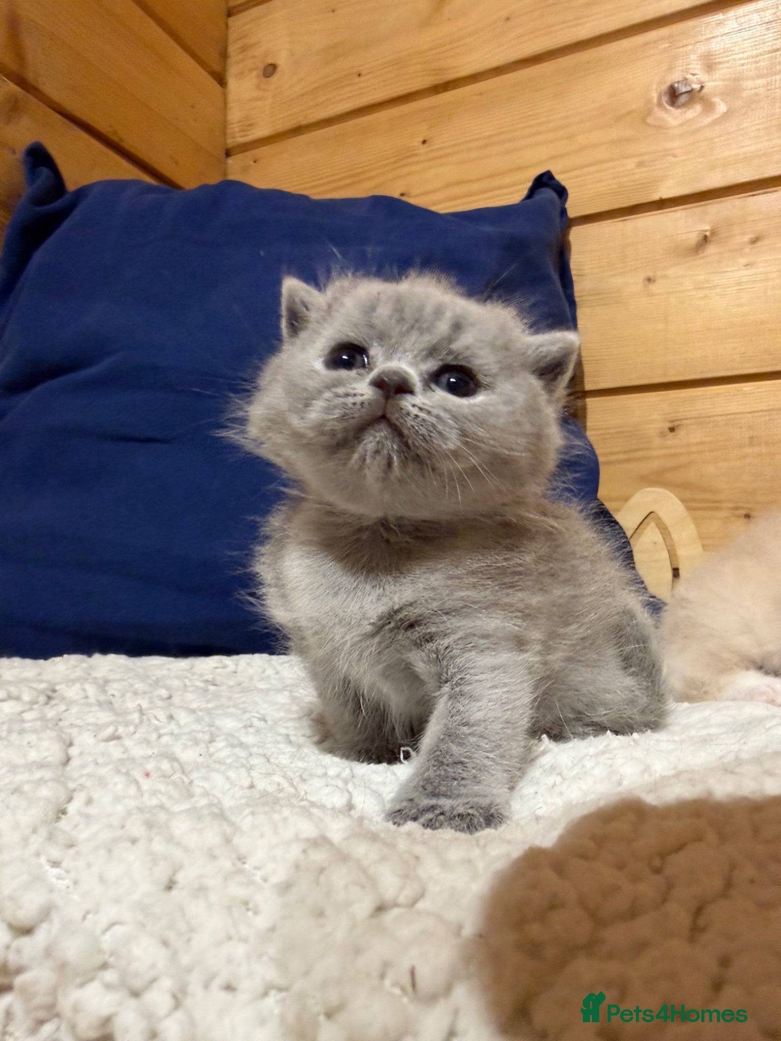 British Shorthair cats for sale: Beautiful British Shorthair kittens available  - Advert 6