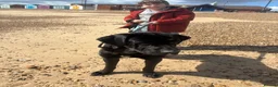 Mixed Breed dogs for sale: Looking for a new home in Ipswich - Advert 10