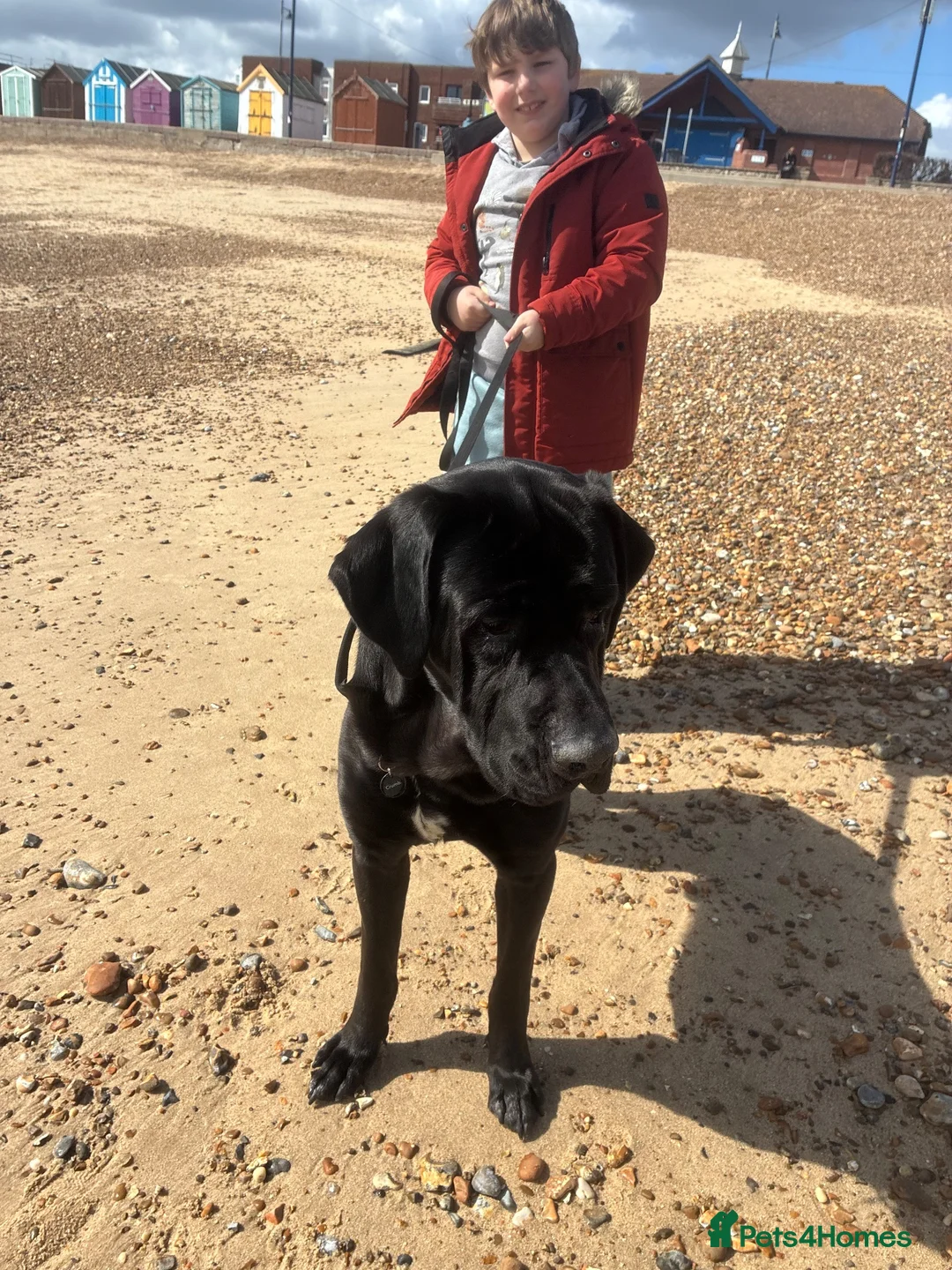 Mixed Breed dogs for sale: Looking for a new home in Ipswich - Advert 10