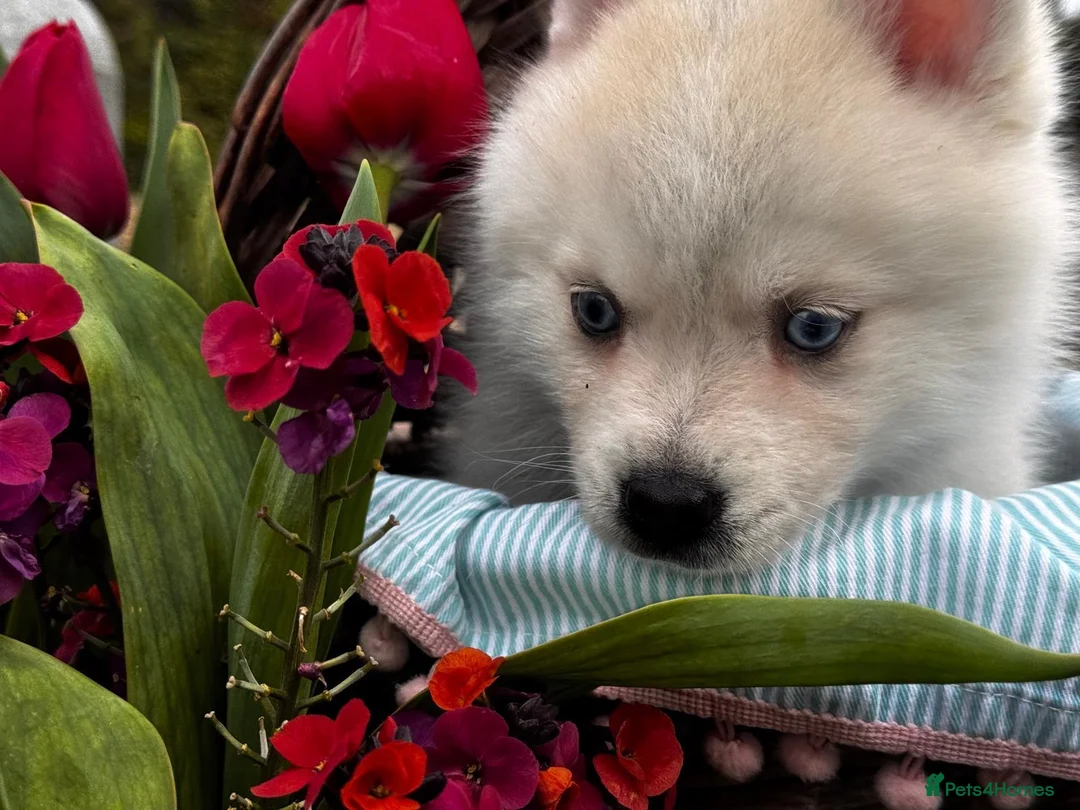 Pomsky dogs for sale: Beautiful Blue-eyed Pomsky Boy in Horsham - Advert 2