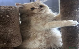Persian cats for sale: Persian kittens - Image 2