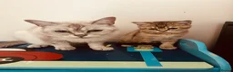 Scottish Fold cats for sale: BEAUTIFUL KITTENS LOOKING FOR THEIR FOREVER HOMES! - Advert 3