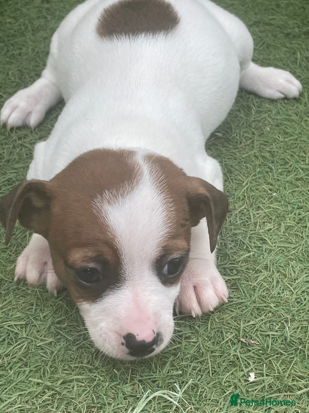 Mixed Breed dogs for sale: Jack Russell  - Image 4