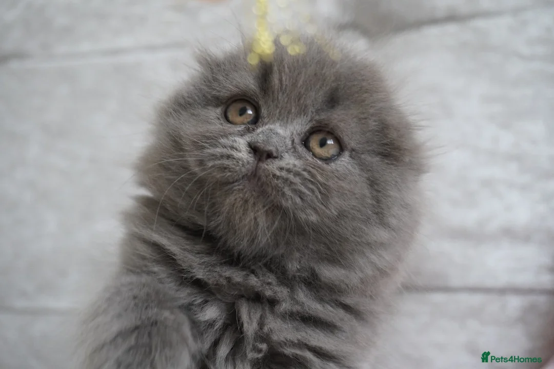Scottish Fold cats for sale: Beautiful kittens - Advert 13