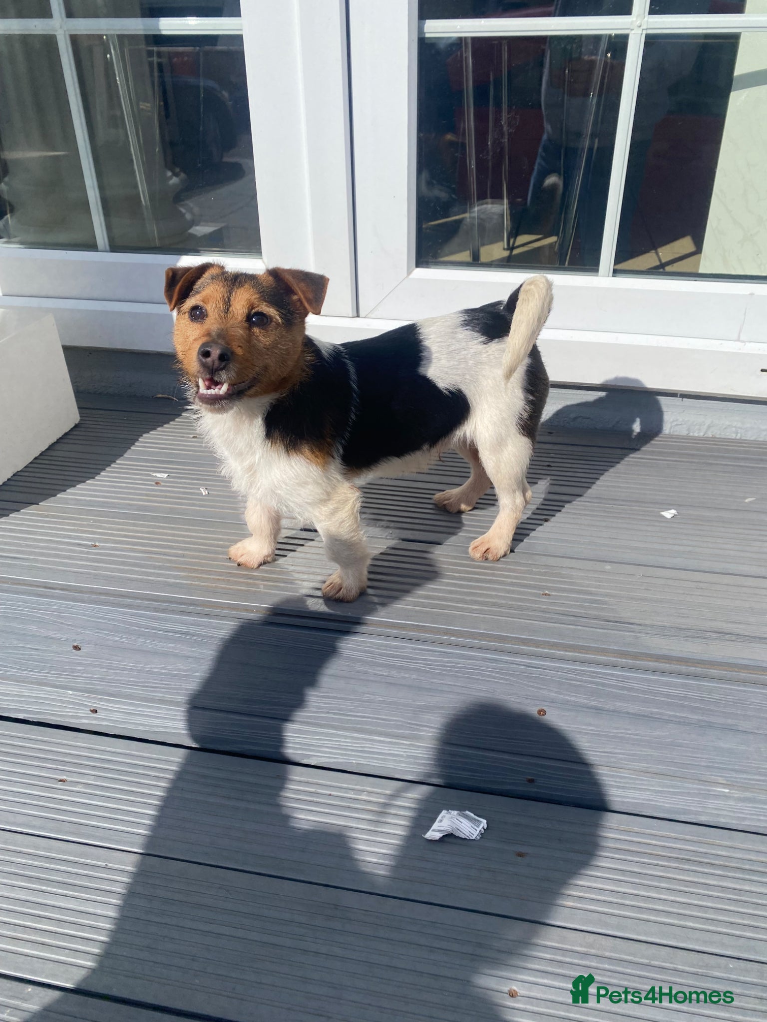 Jack Russell dogs Proven Miniature Tri Colour Jack Russell for stud - Advert 14