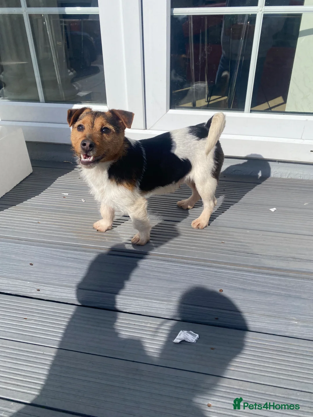 Jack Russell dogs for stud: Proven Miniature Tri Colour Jack Russell for stud - Advert 1