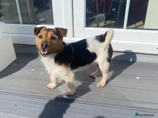 Jack Russell dogs Proven Miniature Tri Colour Jack Russell for stud - Advert 2